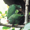 Puerto Rican Parrot